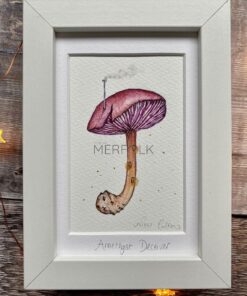 Amethyst deceiver purple mushroom