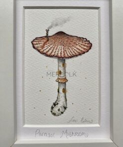 parasol mushroom close up