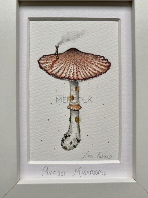 parasol mushroom close up