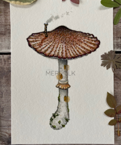 A6 mushroom pack parasol mushroom print