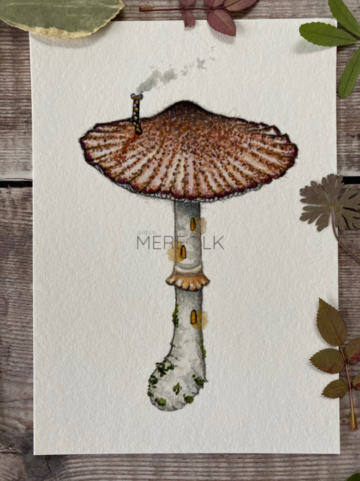 A6 mushroom pack parasol mushroom print