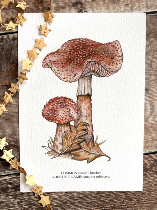 Blusher mushroom A5 print